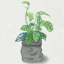 归元🌱